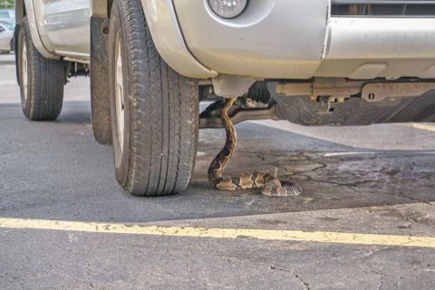 Snake hitchhikes to Walmart